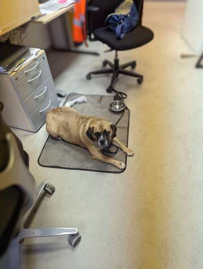 48. impulskontrolle Challenge " Decke heißt Decke "-Beitrag-Bild