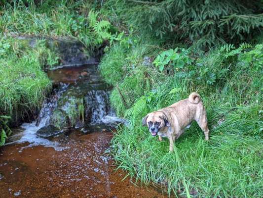 59. Handy Foto Challenge: Mein Hund und das springende Wasser-Beitrag-Bild