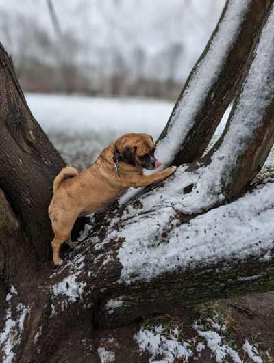 Handy Foto Challenge Nr. 49: Mein Freund der Baum-Beitrag-Bild