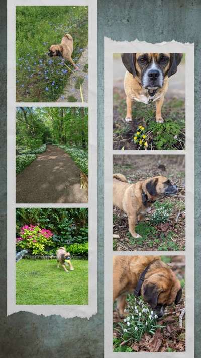 27. Collagen Challenge - Dein Hund mit Blume(n)-Beitrag-Bild