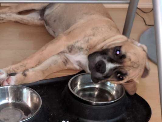 20. Collagen Challenge - "Lustige Schnappschüsse"-Beitrag-Bild