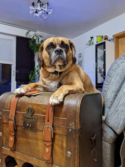 Hundebilder-Beitrag-Bild