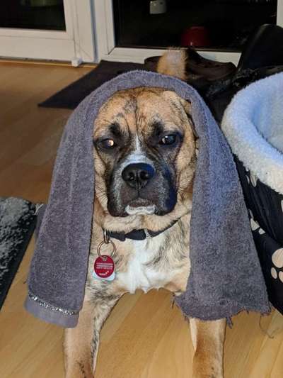 33. Handy Foto Challenge - Verkleidung deines Hundes-Beitrag-Bild