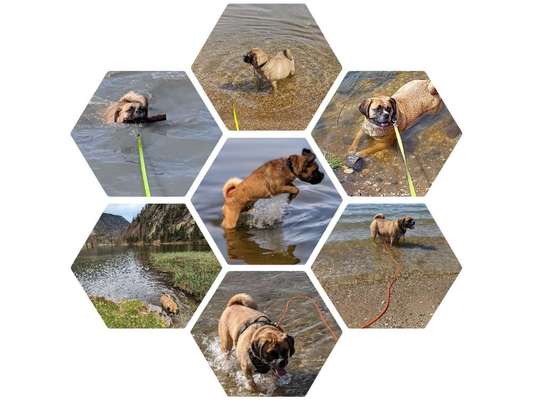 51.Collagen Challenge: Wasserhunde-Beitrag-Bild