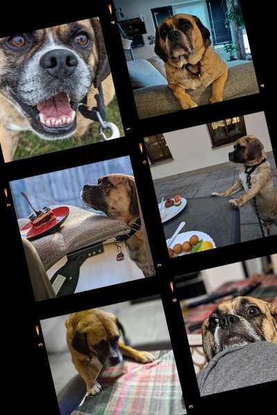 35.Collagen Challenge:„Bettelblick"-Beitrag-Bild