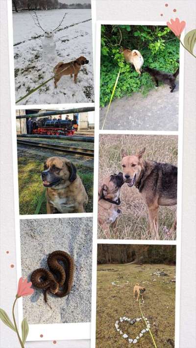 50. Collage Challenge - Fundstücke auf der Gassirunde-Beitrag-Bild