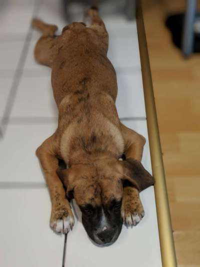 Fotochallenge NR. 123     -Karneval der Tiere--Beitrag-Bild