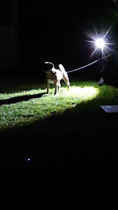 84. Foto-Challenge: In Szene gesetzt - dein Hund im Rampenlicht-Beitrag-Bild