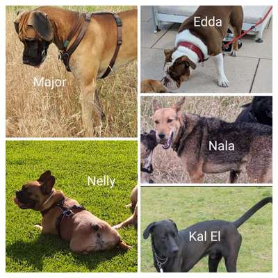 40.Collagen Challenge - Hundefreunde-Beitrag-Bild