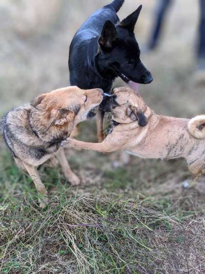 Der Wolf in eurem Hund-Beitrag-Bild