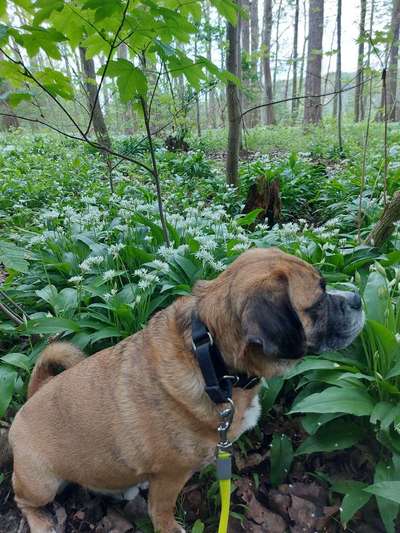 Dogorama Photo Challenge - Frühlingserwachen-Beitrag-Bild