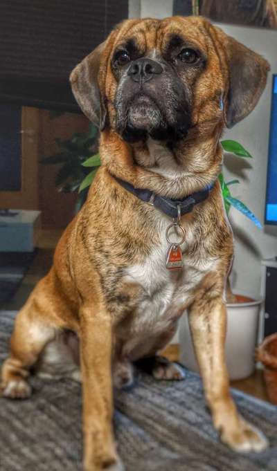 Dogorama Photo Challenge - Portrait-Beitrag-Bild