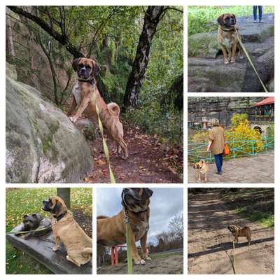 29. Collagen Challenge - Wandern mit Hund-Beitrag-Bild