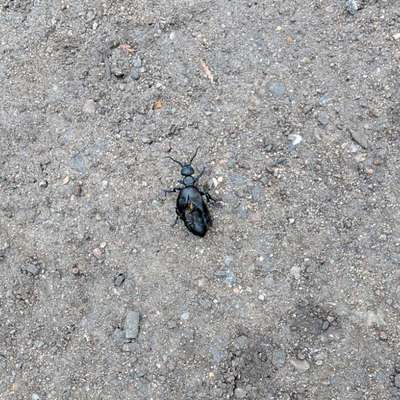 Giftköder-Ölkafer-Bild