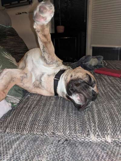 Hands,äh Pfoten up in the Air-Beitrag-Bild