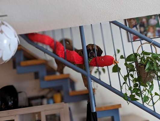 Dogorama Photo Challenge - Durchblick-Beitrag-Bild