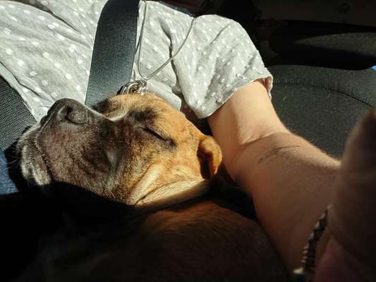 Foto Challenge Thema "Hunde im Auto"-Beitrag-Bild