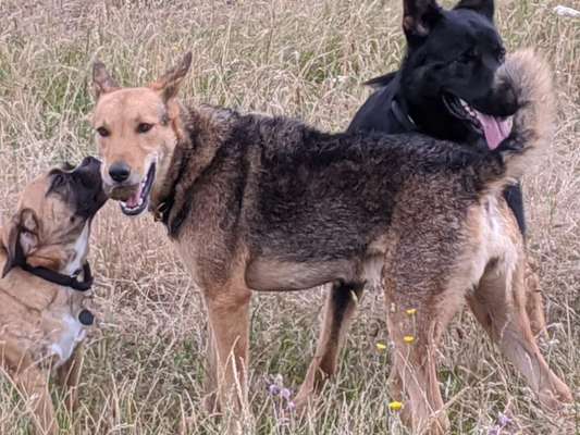 63. Handyfotochallenge   * Nase dran ! *-Beitrag-Bild