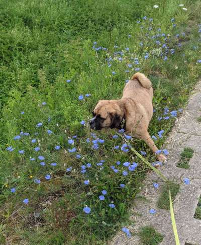 Dogorama Photo Challenge- Der Nase nach-Beitrag-Bild