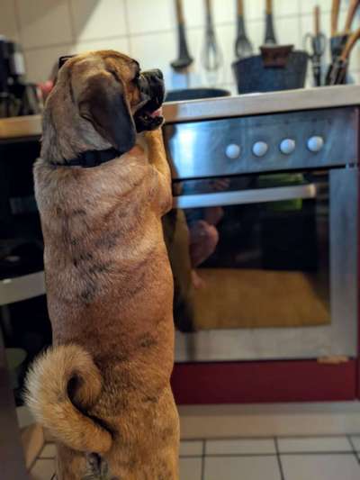 Dogorama Photo Challenge - Hündische Haushaltshilfe-Beitrag-Bild