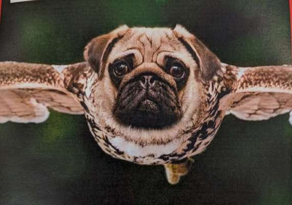 Hundehalter Knigge-Beitrag-Bild