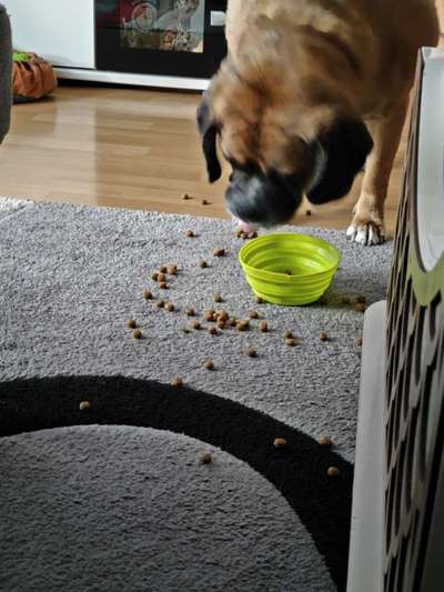 Dogorama Photo Challenge - TV Hund-Beitrag-Bild