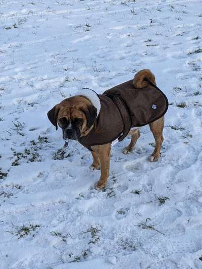 Dogorama Photo Challenge - Winterstimmung-Beitrag-Bild