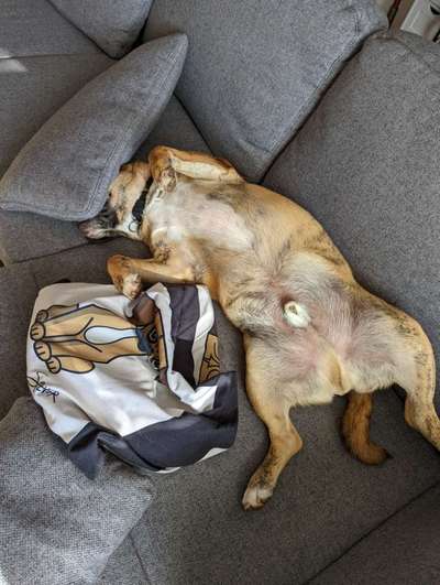 Dogorama Photo Challenge - Zeigt her eure Bäuche-Beitrag-Bild