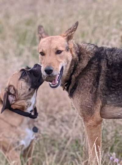 Handy Foto Challange Nr. 46  Happy Dog-Beitrag-Bild