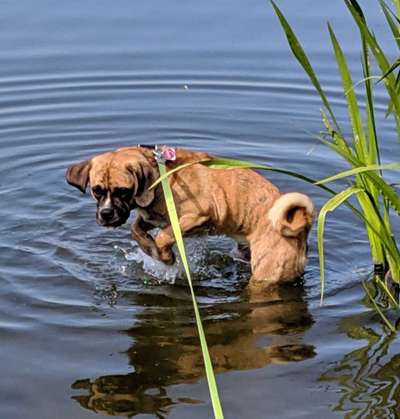 Fotosammlung: ,,Der natürliche Hund" Unbearbeitet, ungestellt und in Natura-Beitrag-Bild