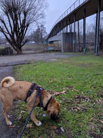 Foto Challenge Thema "Brücke"-Beitrag-Bild
