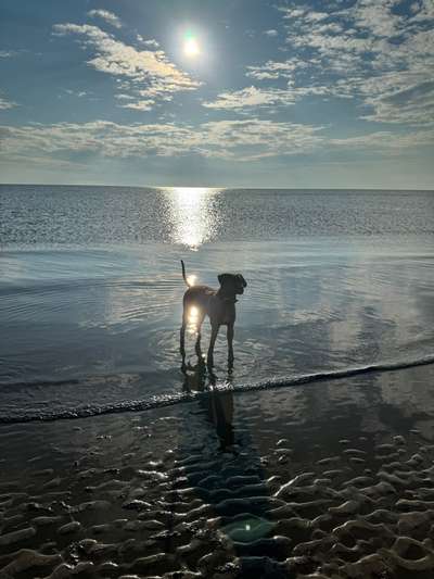 Rhodesian Ridgeback-Beitrag-Bild