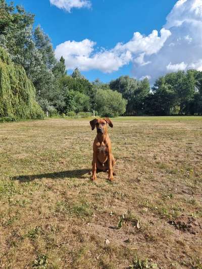 Rhodesian Ridgeback-Beitrag-Bild