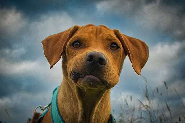 Die Dogorama Kalender Challenge 4/4-Beitrag-Bild