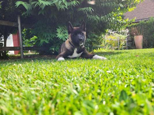 American Akita-Beitrag-Bild