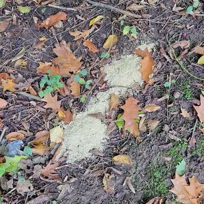 Giftköder-⚠️ ACHTUNG – GIFTKÖDER 🐕🚨-Bild