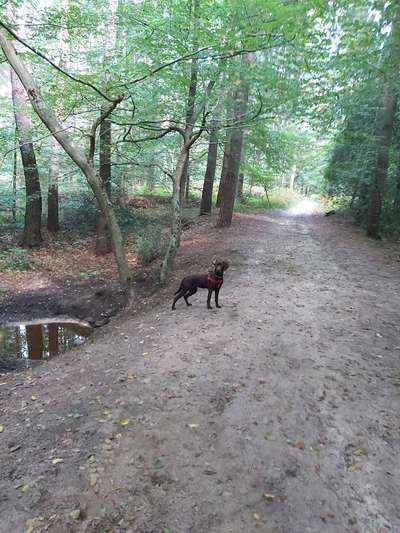 Hundeauslaufgebiet-Hankhauser Wald-Bild