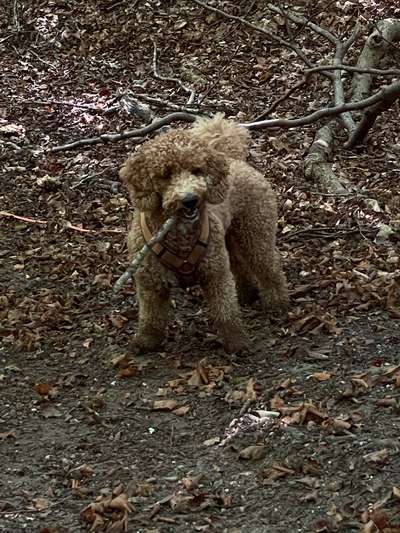Labradoodle gesucht-Beitrag-Bild