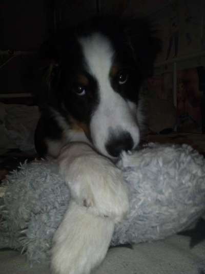 Der Lieblingsplüschi eures Vierbeiners-Beitrag-Bild