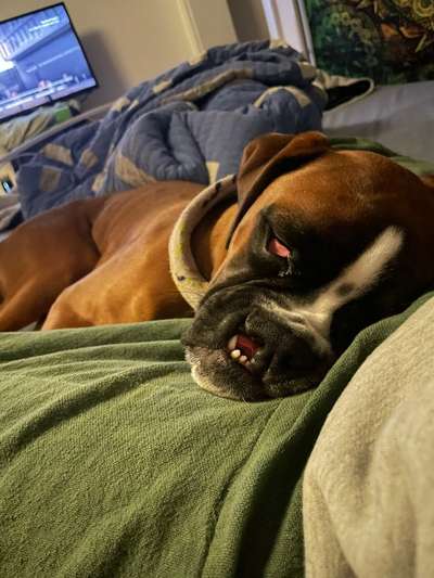 Hasenscharte beim Hund-Beitrag-Bild