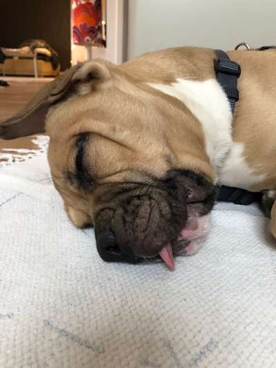 Lustigsten Grimassen von euren Hunden-Beitrag-Bild