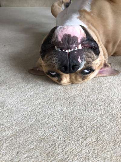 Hier ist der Spaßthread. Zum Schmunzeln und Kaputtlachen-Beitrag-Bild