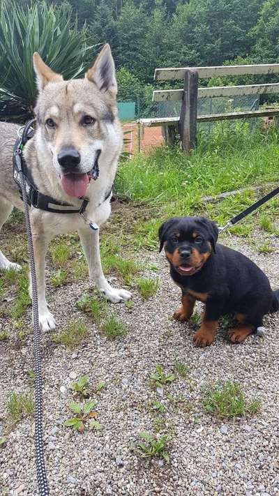 Bester Freund, Hundekumpel - zeigt her!-Beitrag-Bild