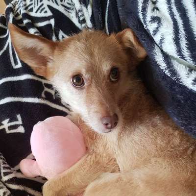 Hundetreffen-Ich suche Betreuung, ihr auch?-Bild