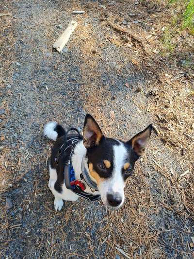 Hundetreffen-Treffen mit ruhigen Hunden in Potsdam Waldstadt-Bild