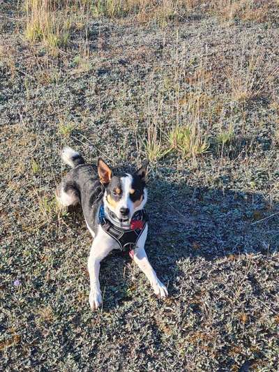 Mischlinge raten - Rätselspaß-Beitrag-Bild