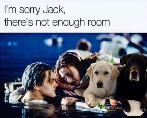 Hunde Memes-Beitrag-Bild