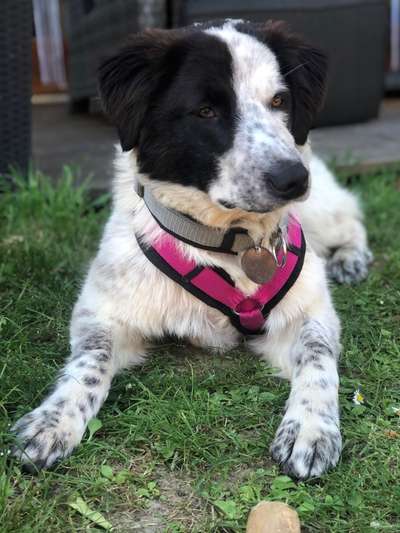 Auslandstierschutz-Beitrag-Bild