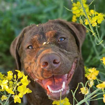 Hundetreffen-Spielen und Toben-Bild