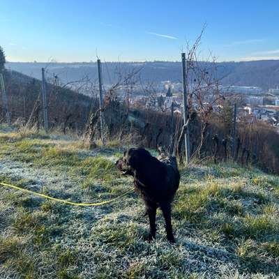 Hundetreffen-Gassirunde/Hundebegegnung trainieren-Bild